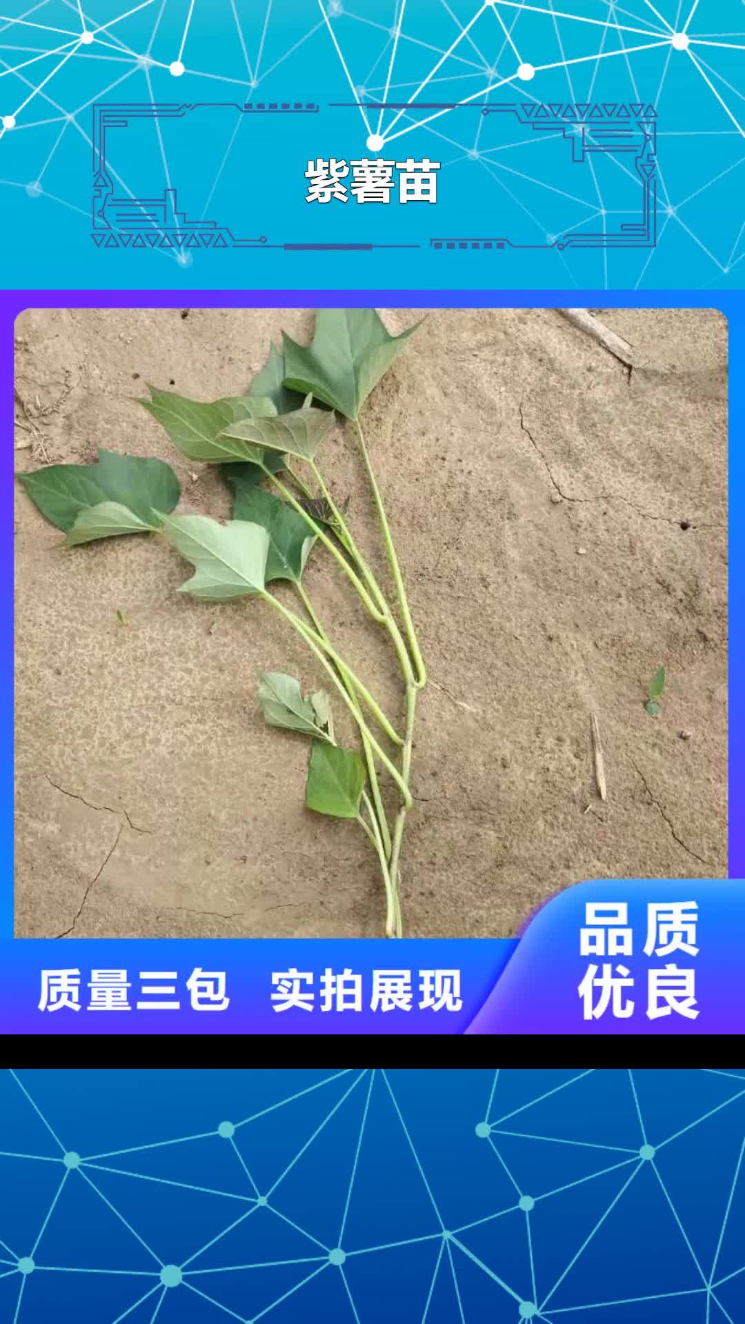 丹东紫薯苗南瓜丁严选用料
